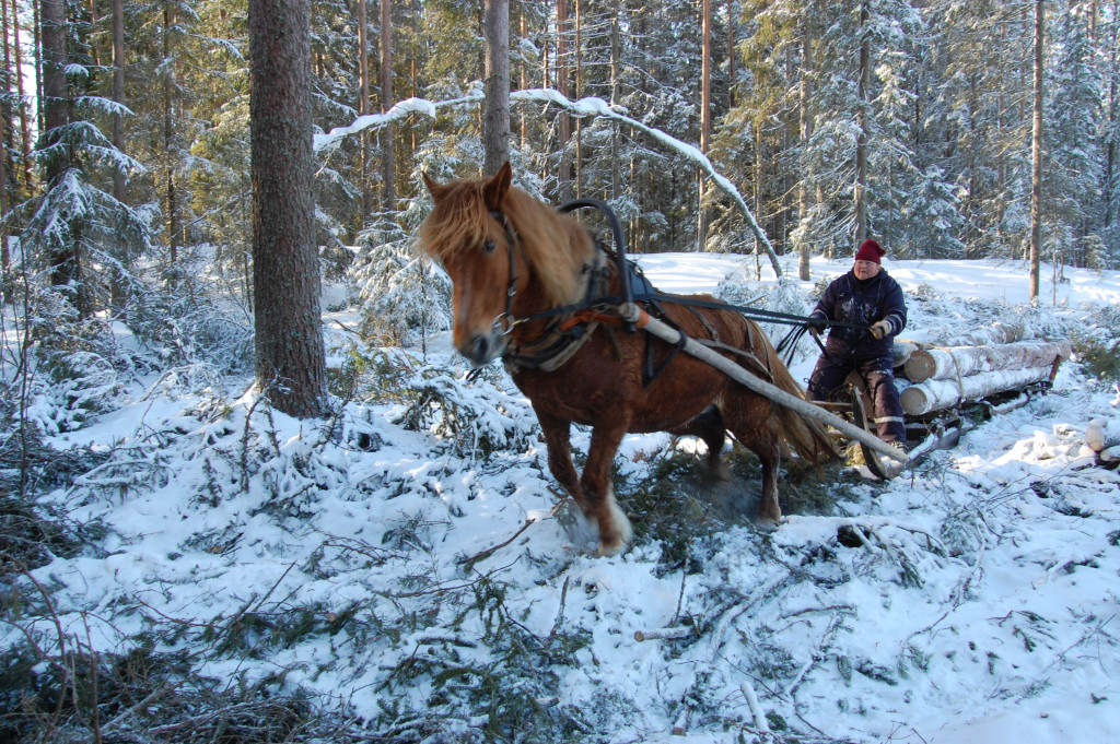 Suomenhevosten ajonäytös